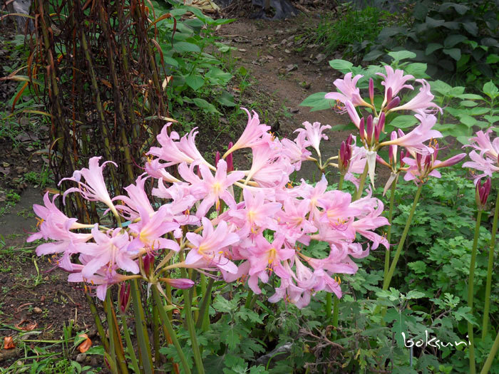 Lycoris squamigera